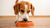 Can Dogs Eat Kibble? A Comprehensive Guide to Dog Nutrition