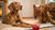 Can Dogs Eat Kibble and Raw Food? Understanding the Benefits and Risks of Mixing Diets