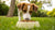 Can Dogs Eat Kibble Only? Exploring the Benefits and Considerations of a Kibble-Only Diet