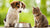 Can Dogs Eat Kitten Food? Understanding the Risks and Best Practices-140404031727