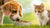 Can Dogs Eat Kitten Food? Understanding the Risks and Recommendations-140136808687