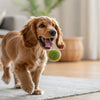 Can Dogs Eat Lamb? Understanding the Benefits, Risks, and Guidelines
