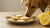 Can Dogs Eat Lemon Cookies? Understanding the Risks and Alternatives