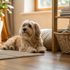 Can Dogs Eat Lemons? Understanding the Risks and Safe Alternatives