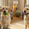 Can Dogs Eat Licorice? Understanding the Risks and Alternatives