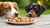 Can Dogs Eat Macadamia Cookies? Understanding the Risks and Safe Practices-140925305071