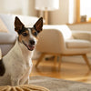 Can Dogs Eat Mandarins? A Comprehensive Guide for Pet Owners