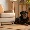 Can Dogs Eat Mango? A Comprehensive Guide for Pet Owners