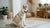 Can Dogs Eat Mangos? A Comprehensive Guide for Pet Owners