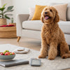 Can Dogs Eat Mayonnaise? Understanding the Risks and Considerations