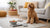 Can Dogs Eat Mayonnaise? Understanding the Risks and Considerations