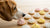 Can Dogs Eat Meringue Cookies? Understanding the Risks and Benefits-140922257647