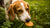 Can Dogs Eat Milk Biscuits? A Comprehensive Guide for Pet Owners