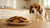 Can Dogs Eat Molasses Cookies? Understanding the Risks and Benefits