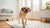 Can Dogs Eat Mozzarella? Understanding Cheese and Canine Nutrition