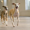Can Dogs Eat Mozzarella Cheese? What Pet Owners Need to Know