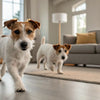 Can Dogs Eat Mussels? A Comprehensive Guide to Feeding Your Furry Friend