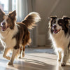 Can Dogs Eat Mustard? Understanding the Risks and Alternatives