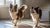 Can Dogs Eat Mustard? Understanding the Risks and Alternatives