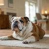 Can Dogs Eat Nectarines? Understanding the Safety and Benefits