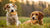 Can Dogs Eat Nice Biscuits? Understanding the Risks and Rewards-141108674799