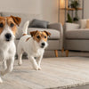 Can Dogs Eat Nutella? Understanding the Risks and Alternatives