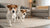 Can Dogs Eat Nutella? Understanding the Risks and Alternatives