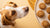 Can Dogs Eat Oatmeal Cookies? Understanding the Risks and Benefits