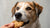Can Dogs Eat Oatmeal Cookies Without Raisins? Understanding the Risks and Benefits-140922683631