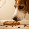 Can Dogs Eat Oatmeal Raisin Cookies? Understanding the Dangers and Delights
