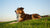 Can Dogs Eat Oily Food? Understanding the Risks and Benefits for Your Pup-140404130031