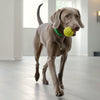 Can Dogs Eat Okra? Understanding the Benefits and Risks