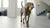 Can Dogs Eat Okra? Understanding the Benefits and Risks