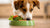 Can Dogs Eat Old Food? Understanding the Risks and Best Practices
