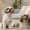 Can Dogs Eat Olive Oil? Exploring Benefits, Risks, and Guidelines