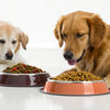 Can Dogs Eat Olive Oil in Food?