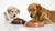 Can Dogs Eat Olive Oil in Food? A Comprehensive Guide