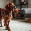 Can Dogs Eat Olives? Understanding the Risks and Benefits for Your Furry Friend