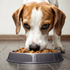 Can Dogs Eat Onion Cooked in Food? Understanding Onion Toxicity in Dogs