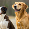 Can Dogs Eat Onion Flavored Food? Understanding Onion Toxicity in Dogs