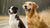 Can Dogs Eat Onion Flavored Food? Understanding Onion Toxicity in Dogs