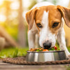 Can Dogs Eat Onion Powder in Food? Understanding the Risks and Implications
