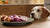 Can Dogs Eat Onions in Food? Understanding the Risks and Safeguarding Your Pup-140294979823