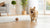 Can Dogs Eat Only Kibble? Exploring the Pros and Cons of a Dry Food Diet