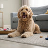 Can Dogs Eat Oregano? Exploring the Benefits and Risks of This Popular Herb