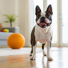 Can Dogs Eat Pancakes? A Comprehensive Guide for Pet Owners