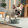 Can Dogs Eat Papaya? A Comprehensive Guide to This Tropical Treat