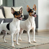 Can Dogs Eat Parsley? Understanding the Benefits and Risks