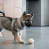 Can Dogs Eat Peanut Butter? A Comprehensive Guide for Pet Owners