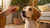 Can Dogs Eat Peanut Butter Cookies? A Comprehensive Guide for Pet Owners